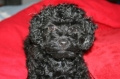 Lacy Previous Puppies